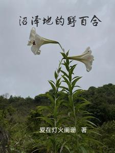沼泽地的野百合花