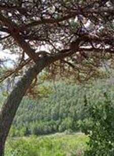 安家立业的三大生肖