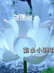 白莲洲村法治