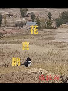 花喜鹊儿歌伴奏