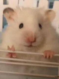 腹黑双宝