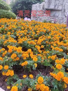 清灵爱忘羡父母 清灵爱忘羡父母