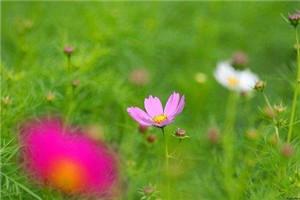 女总裁恨透了我