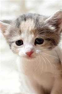 我说的都是真的啊英文