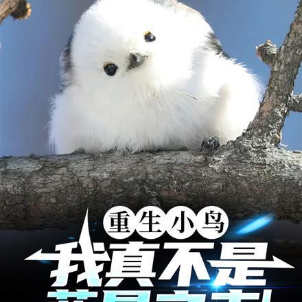 重生小鸟